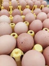 fresh raw chicken eggs Royalty Free Stock Photo
