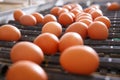 Fresh and raw chicken eggs on a conveyor belt Royalty Free Stock Photo