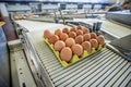 Fresh raw chicken eggs on a conveyor belt, being transferred to packaging. Royalty Free Stock Photo