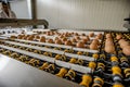 Fresh raw chicken eggs on a conveyor belt, being transferred to packaging. Royalty Free Stock Photo