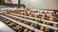 Fresh raw chicken eggs on a conveyor belt, being transferred to packaging. Royalty Free Stock Photo