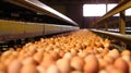 Fresh and raw chicken eggs are moved on a conveyor belt Royalty Free Stock Photo