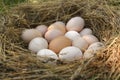 Fresh raw chicken eggs in nest, closeup Royalty Free Stock Photo