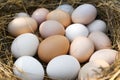 Fresh raw chicken eggs in nest, closeup Royalty Free Stock Photo