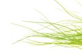 Fresh raw chives isolated on white Royalty Free Stock Photo