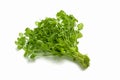 Fresh raw cilantro bunch isolated white background. Organic cilantro closeup Healthy, vegetarian food. Royalty Free Stock Photo