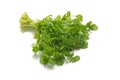 Fresh raw cilantro bunch isolated white background. Organic cilantro closeup Healthy, vegetarian food. Royalty Free Stock Photo