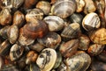 Fresh raw clams background Royalty Free Stock Photo