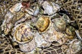 Fresh raw closed oysters in fishing net at Oyster farm. Delicacy rare and expensive edible salt-water bivalve molluscs background