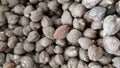 Fresh cockles in the fresh market. Royalty Free Stock Photo