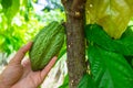 Fresh raw cocoa fruit from cacao tree Royalty Free Stock Photo