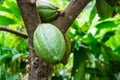 Fresh raw cocoa fruit from cacao tree Royalty Free Stock Photo