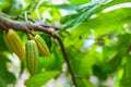 Fresh raw cocoa fruit from cacao tree Royalty Free Stock Photo