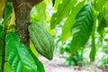 Fresh raw cocoa fruit from cacao tree Royalty Free Stock Photo