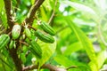 Fresh raw cocoa fruit from cacao tree Royalty Free Stock Photo