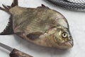 Fresh raw common bream