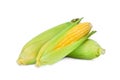 Fresh raw corn cob isolated on white Royalty Free Stock Photo