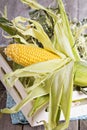 Fresh raw corn cob Royalty Free Stock Photo