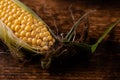 Fresh raw corn cobs on a dark wooden background. Healthy food, vegetarianism concept Royalty Free Stock Photo