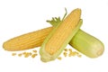 Fresh raw corn cobs isolated Royalty Free Stock Photo