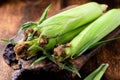 Fresh raw corn cobs on a wooden background. Healthy food, vegetarianism concept Royalty Free Stock Photo