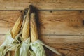 Fresh raw corn cobs on wooden background. Raw corn with skin Royalty Free Stock Photo