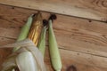 Fresh raw corn cobs on wooden background. Raw corn with skin Royalty Free Stock Photo