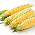 Fresh raw corn isolated on transparent background Royalty Free Stock Photo