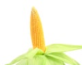 Fresh raw corncob isolated on the white