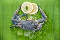 Fresh raw crab seafood with ice and lemon on banana leaf background - blue swimming crab Royalty Free Stock Photo