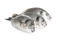 Fresh raw dorada fish on white Royalty Free Stock Photo