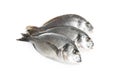 Fresh raw dorada fish isolated Royalty Free Stock Photo
