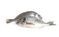 Fresh raw dorada fish isolated Royalty Free Stock Photo