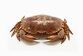 Fresh raw edible brown sea crab isolated on white background