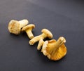 Fresh raw edible chanterelle mushrooms on black surface.