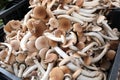 fresh raw edible mushrooms called Cyclocybe aegerita also called