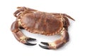 Fresh raw edible sea crab Royalty Free Stock Photo