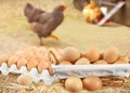 Fresh raw eggs and chickens on farm Royalty Free Stock Photo