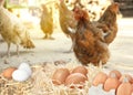 Fresh raw eggs and chickens on farm Royalty Free Stock Photo