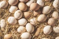 Fresh raw eggs in hen nest Royalty Free Stock Photo