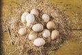 Fresh raw eggs in hen nest Royalty Free Stock Photo