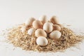 Fresh raw eggs in hen nest Royalty Free Stock Photo