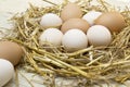 Fresh raw eggs in hen nest. Royalty Free Stock Photo