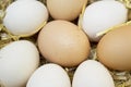 Fresh raw eggs in hen nest. Royalty Free Stock Photo