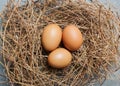 Fresh and raw eggs in nest on plain background