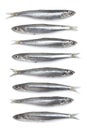 fresh raw European anchovy Royalty Free Stock Photo