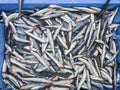 Fresh raw anchovy fish on ice for sale at local market in Ibiza, Spain Royalty Free Stock Photo