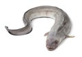 Fresh raw european conger eel Royalty Free Stock Photo