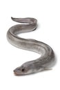 Fresh raw european conger eel Royalty Free Stock Photo