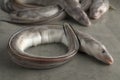 Fresh raw european conger eel Royalty Free Stock Photo